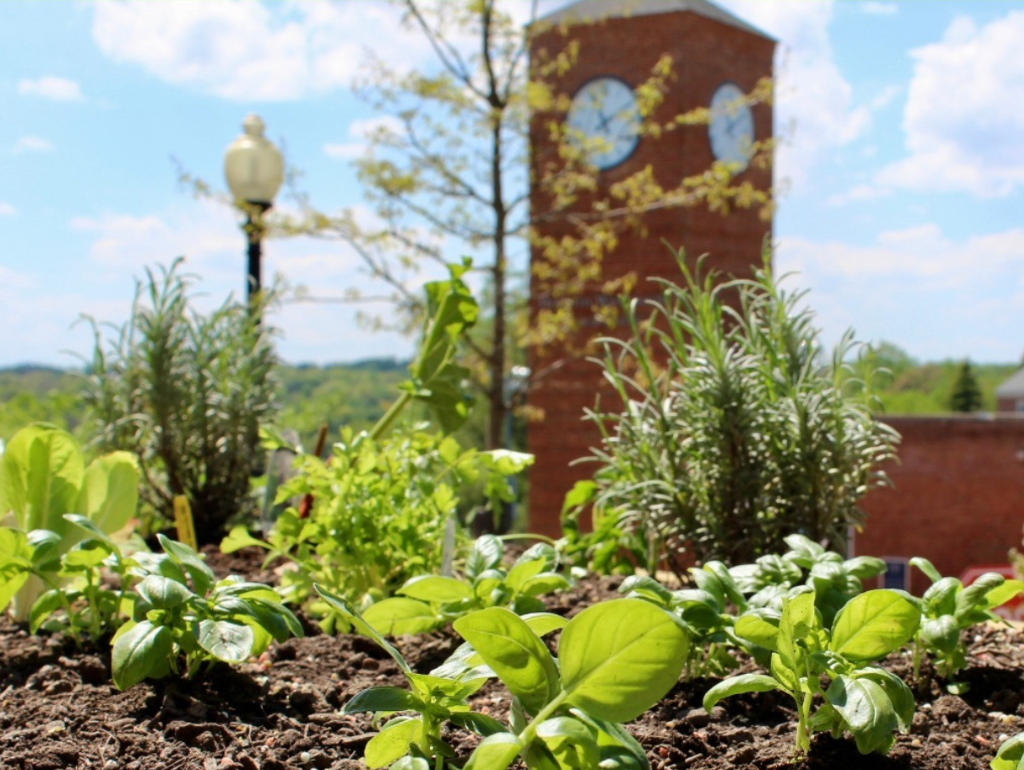 Close up shot of the community garden bed with the MVC Clocktower in the background